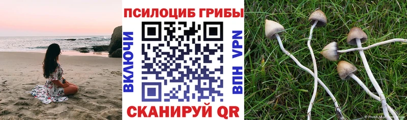 блэк спрут как зайти  Багратионовск  Псилоцибиновые грибы Cubensis 
